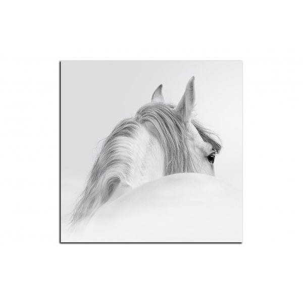 Obraz na plátně - Andaluský kůň v mlze - čtverec